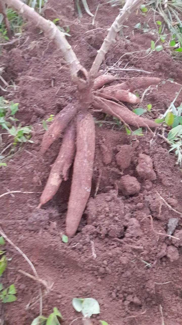 Visite de kassaverie - Guadeloupe